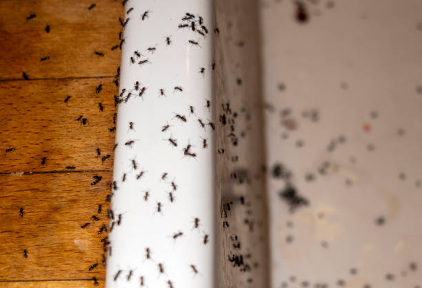 Best Emergency Pest Control  in Silver Creek, NY