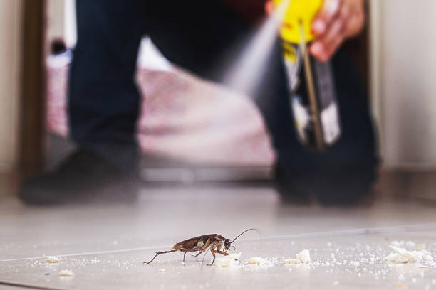 Trusted Silver Creek, NY Pest Control Experts